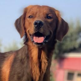 Goldendoodles and Golden Retrievers from Storybook Goldendoodles