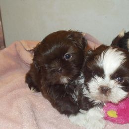 Bearded Collies and Shih Tzus from Lakewood