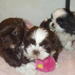 Bearded Collies and Shih Tzus from Lakewood