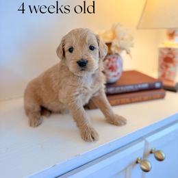 Bennett - Apricot male Goldendoodle puppy in Wilson, North Carolina from Cedar Creek Doodles