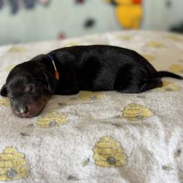 Rainbow girl - Black and tan female Dachshund puppy in Turlock, California from Weenie Wonderland