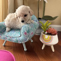 Poodle Puppies from Teacup & Toy Poodles