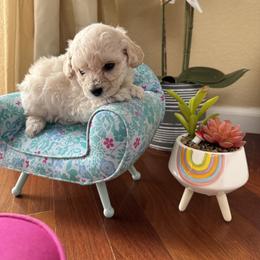 Poodle Puppies from Teacup & Toy Poodles