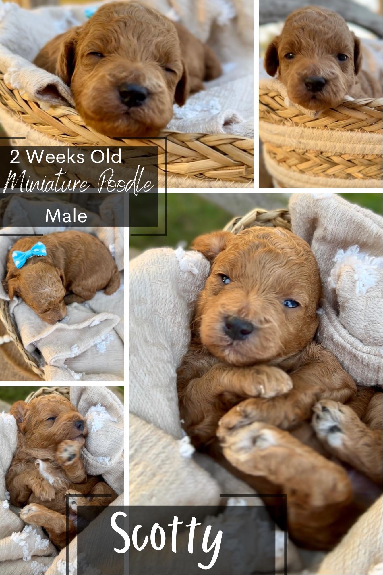 Cav.ish's Missouri Cavaliers, Cavapoos, and Miniature Poodles in