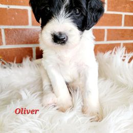 Goldendoodle Puppies from Auburn Hills Doodles & Poodles