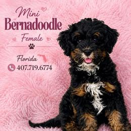 Zoey - Dark Pink Collar - Phantom female Bernedoodle puppy in Port Charlotte, Florida from Islands Wheatens and Poodles