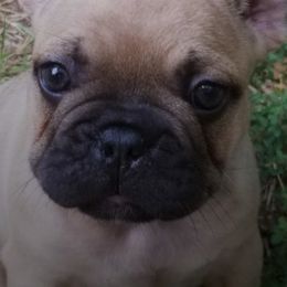 French Bulldogs from Wish Upon A Star Farm