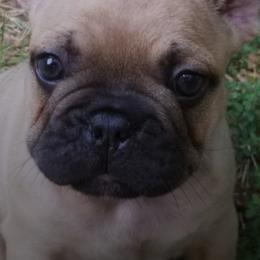 French Bulldogs from Wish Upon A Star Farm