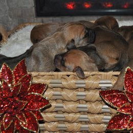 Girl 3 - Red wheaten female Rhodesian Ridgeback puppy in Bronson, Florida from Chioke Rhodesians