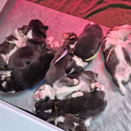 Girl 1 - Black and tan female Pembroke Welsh Corgi puppy in Gallipolis, Ohio from Raccoon Creek Corgis