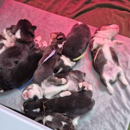 Girl 1 - Black and tan female Pembroke Welsh Corgi puppy in Gallipolis, Ohio from Raccoon Creek Corgis
