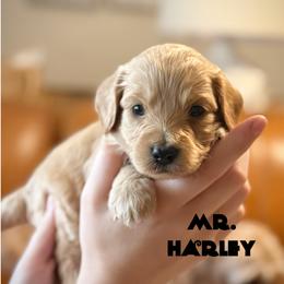 Mr. Harley - Apricot male Cavapoo puppy in Sacramento, California from Dandy Doodles Goldendoodles