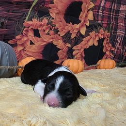 Swiss - Black and white male Border Collie puppy in Avilla, Indiana from Borderline Kennels