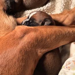 Girl 1 - Fawn female Boxer puppy in Wellington, Ohio from Brinkhaven Boxers