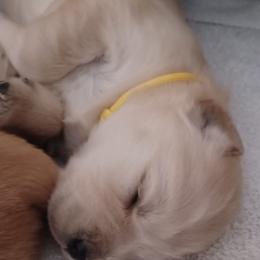Golden Retriever Puppies from Goldens of Northern Virginia