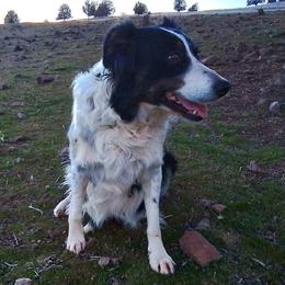 Cindy - Border Collie