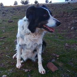 Cindy - Border Collie