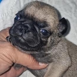 Boy 1 - Fawn male Pug puppy in Gadsden, Alabama from Carla's Pugs