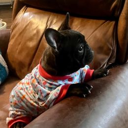 French Bulldog puppies from Running With the Bullies