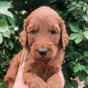 Rain - Irish Doodle puppy in New Mexico from Foxrun Litters
