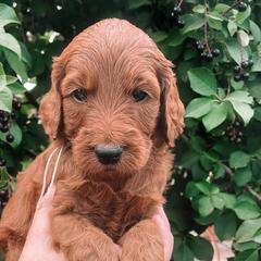 Rain - Irish Doodle puppy in New Mexico from Foxrun Litters