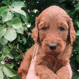 Rain - Irish Doodle puppy in New Mexico from Foxrun Litters