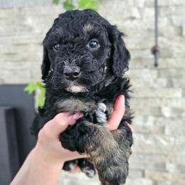 Euphrates - Phantom male Bernedoodle puppy in Marshall, Michigan from Whispering Aspen Homestead