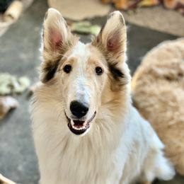 Fable - Collie