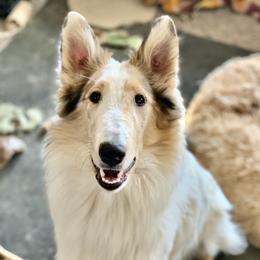 Fable - Collie
