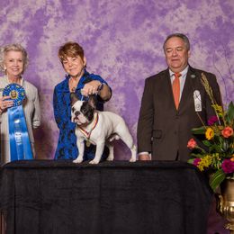 French Bulldog All Grown Up from Suirac French Bulldogs