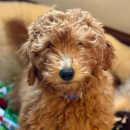 Blue - Red  male Goldendoodle puppy in Holland, Michigan from WAG 52nd