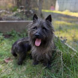 Odie - Cairn Terrier