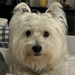 West Highland White Terrier Puppies from Westend Westies