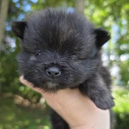Merlin - Brindle male Pomeranian puppy in Hooksett, New Hampshire from Granite State Pomeranians