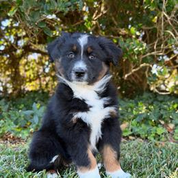 Tassie- Has Tail and Videos - Black tri-color female Australian Shepherd puppy in Troy, South Carolina from Lana Corley- Australian Shepherds of 3/W Farms