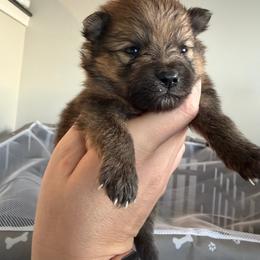 Grizzly Bear - Red sable male Pomeranian puppy in Cheektowaga, New York from Luxe Legacy Pomeranians