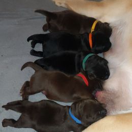 Labrador Retriever puppies from Molly Ziegler's Labrador Retrievers