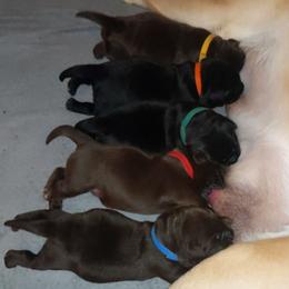 Labrador Retriever puppies from Molly Ziegler's Labrador Retrievers