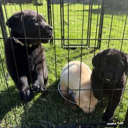 Cavalier King Charles Spaniel and Labrador Retriever Puppies from Heavenly Pups