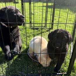 Cavalier King Charles Spaniel and Labrador Retriever Puppies from Heavenly Pups
