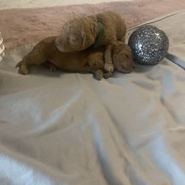 Goldendoodle Puppies from Puppy Paws