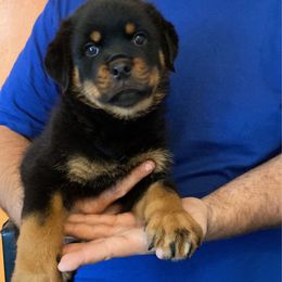 Tank - Black and mahogany male Rottweiler puppy in Detroit, Michigan from Dark Storm Kennels