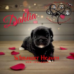Dahlia AKC - Black female Miniature Schnauzer puppy in Pelzer, South Carolina from Schnauzer Heaven Von Longbach