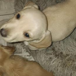 Thelma-Limited - Cream female Dachshund puppy in Frankfort, Kentucky from Gigi's Dachshunds