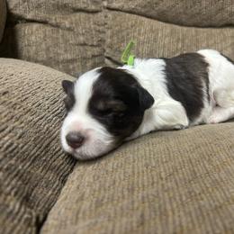 Bailey - Parti female Miniature Schnauzer puppy in Plaucheville, Louisiana from Honey Doux Southern Paws