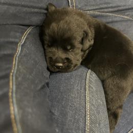 Labrador Retriever Puppies from Tag Hollow