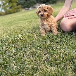 Pumpkin - Apricot female Cavapoo puppy in Logan, Utah from Mountain View Doodles