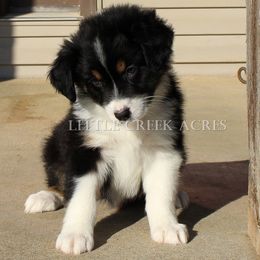 Australian Shepherd Puppies from Little Creek Acres Australian Shepherds
