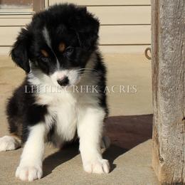 Australian Shepherd Puppies from Little Creek Acres Australian Shepherds