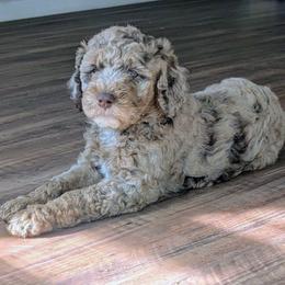Albus - Merle male Sheepadoodle puppy in Austin, Texas from Darling Doodles